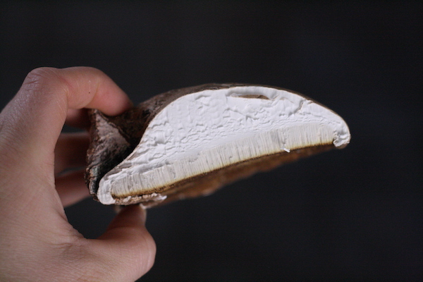 Starburkexotics.com Blog Image